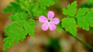 Read more about the article Napraznic (Geranium Robertianum): o privire asupra unei plante medicinale fascinante
